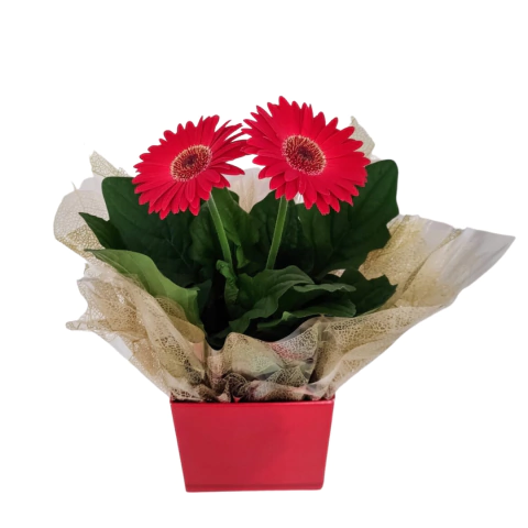 Gérbera vermelha plantada