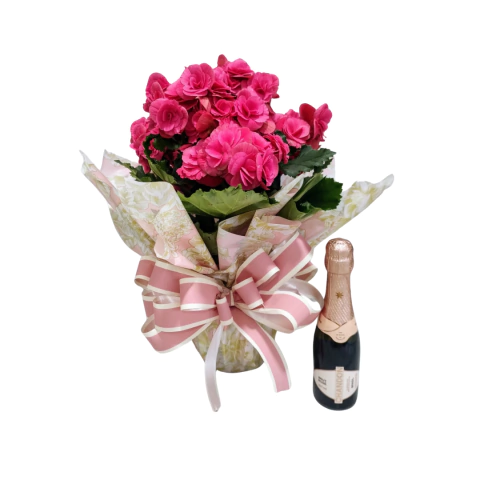 Begônia Rosa e chandon baby