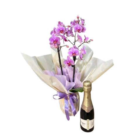 Mini Orquídea e Chandon