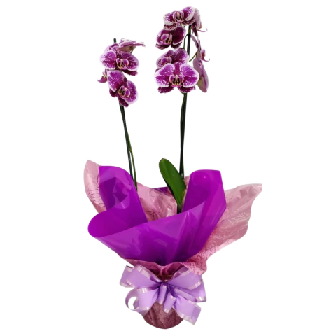 Orquídea Phaleanopolis roxa - comprar online