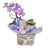 Mini Orquídea na Bag
