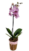 Orquídea Mesclada
