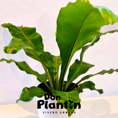 Helecho Nido de ave (Asplenium)
