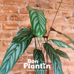 Calathea setosa - tienda online