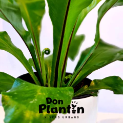 Helecho Nido de ave (Asplenium) - comprar online