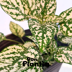 Hipoestes (Paleta de pintor) - comprar online