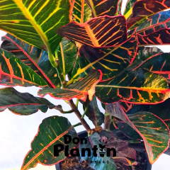 Crotón - Don Plantín