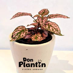 Hipoestes (Paleta de pintor) - tienda online