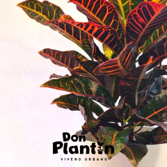 Crotón - comprar online