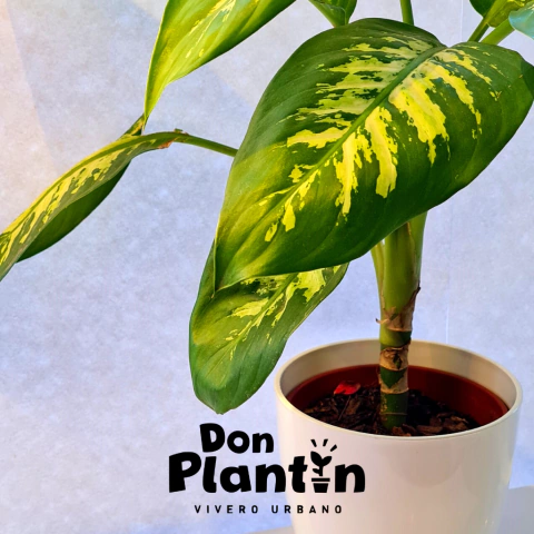 Diffenbachia Amoena (Tropic)