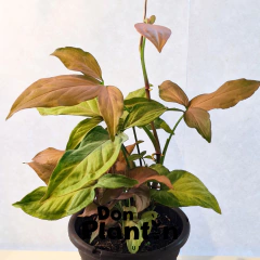Singonio Rosado (Syngonium Regina Red) - Don Plantín
