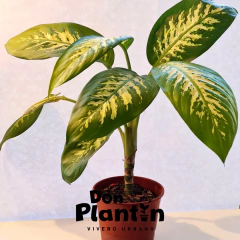 Diffenbachia Amoena (Tropic) en internet