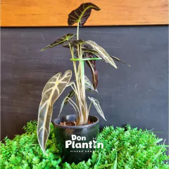 Tutor plástico - comprar online