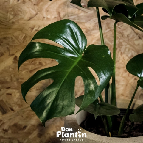 Monstera deliciosa (Costilla de Adan)