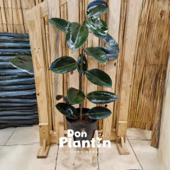 Gomero Borgoña / negro (Ficus elastica)