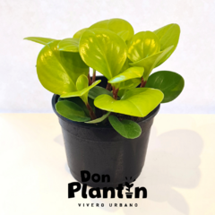 Peperomia Gold - Don Plantín