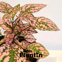 Hipoestes (Paleta de pintor) - Don Plantín