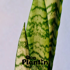Sansevieria (Cola de Tigre) en internet