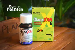 Glacoxan E en internet