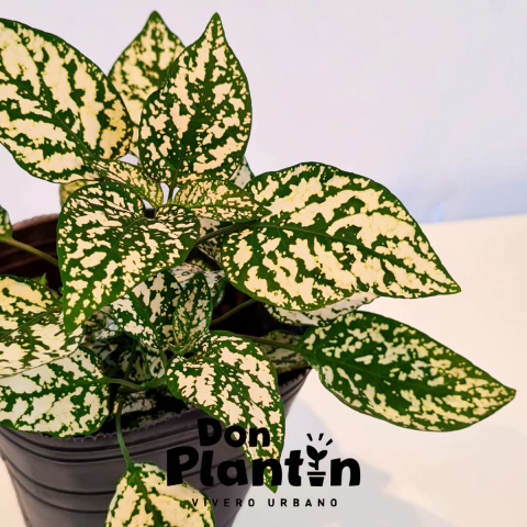 Hipoestes (Paleta de pintor)