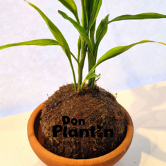 Kokedama Bambu (Dracena Sanderiana) - comprar online