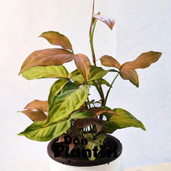 Singonio Rosado (Syngonium Regina Red) en internet