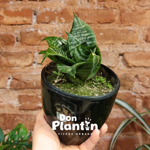 Sanseviera enana (Cola de tigre enana)