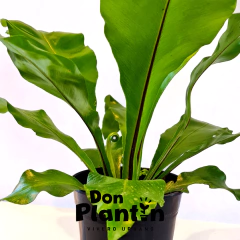 Helecho Nido de ave (Asplenium) - Don Plantín
