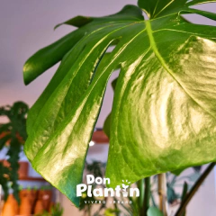 Monstera deliciosa (Costilla de Adan) - Don Plantín