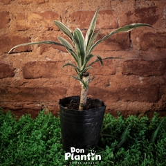 Dracena deremensis (Warneki) - Don Plantín