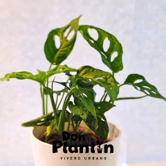 Monstera adansonii (Filodendro calado) - comprar online