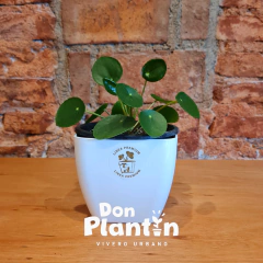 Pilea peperomioides - comprar online