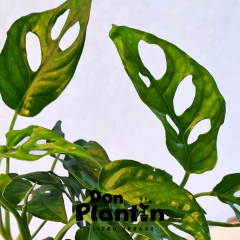 Monstera adansonii (Filodendro calado) en internet