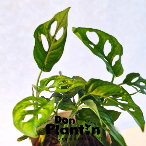 Monstera adansonii (Filodendro calado)