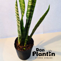 Sansevieria (Cola de Tigre) - Don Plantín