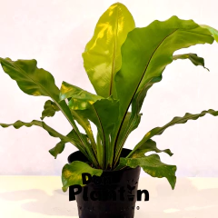 Helecho Nido de ave (Asplenium) en internet