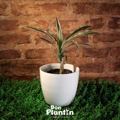 Dracena deremensis (Warneki) - comprar online