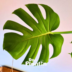 Monstera deliciosa (Costilla de Adan) en internet