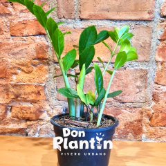 Zamioculca Zamiifolia (ZZ plant) en internet