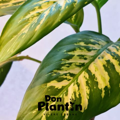 Diffenbachia Amoena (Tropic) - comprar online