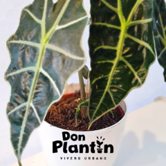 Alocasia Amazonica - comprar online