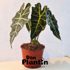 Alocasia Amazonica - Don Plantín