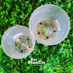 Maceta Cristal - Don Plantín