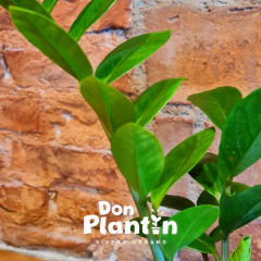 Zamioculca Zamiifolia (ZZ plant)
