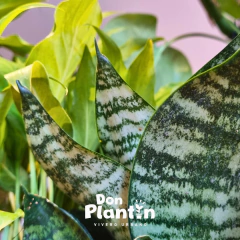 Sanseviera enana (Cola de tigre enana) - comprar online