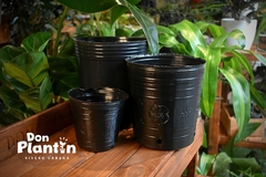 Maceta soplada cultivo