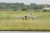Aeromodelo Scanner 46-55 - ARF - Elétrico e Combustão na internet
