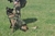 Chaleco táctico de transporte para k9 (canino) - tienda online