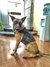 Chaleco táctico de transporte para k9 (canino) en internet