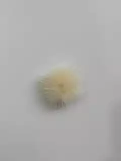 Pompom achatado 4,5cm (1 unidade) na internet